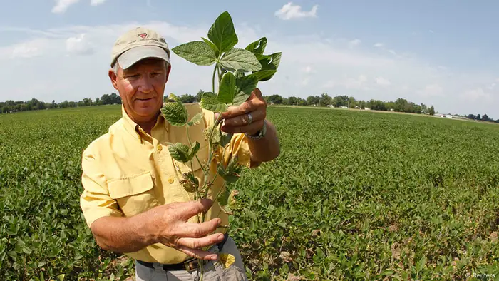 USA Kentucky Dürre Feld mit Sojabohnen (Reuters)