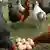 Free-range hens around a group of eggs Photo: Ingo Wagner dpa