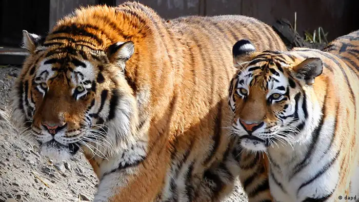 Amur tigers at Cologne Zoo (Photo: Roberto Pfeil/dapd)