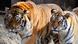 Amur tigers at Cologne zoo, in Germany (Photo: Roberto Pfeil/dapd) Amur tigers at Cologne zoo, in Germany (Photo: Roberto Pfeil/dapd)