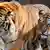 Nordrhein-Westfalen/ ARCHIV: Die Amur-Tiger (Panthera tigris altaica) Hanya (r.) und Altai gehen in Koeln im Zoo nebeneinander (Foto vom 08.03.12). Ein Tiger im Koelner Zoo ist am Samstag (25.08.12) aus seinem Gehege ausgebrochen und hat eine Pflegerin getoetet. Ein Zoodirektor habe das Tier erschossen, sagte ein Polizeisprecher der Nachrichtenagentur dapd. (zu dapd-Text) Foto: Roberto Pfeil/dapd