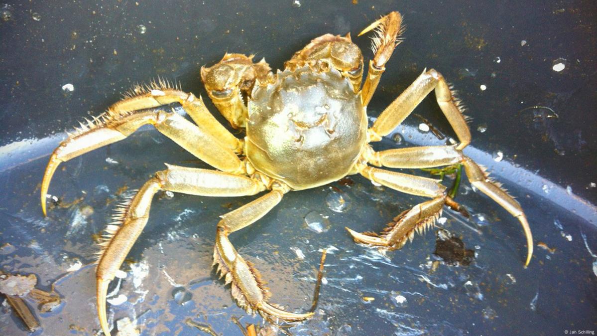 Invasive crabs – DW – 09/04/2012