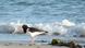 An oystercatcher on Heligoland island Copyright: Irene Quaile-Kersken, DW An oystercatcher on Heligoland island Copyright: Irene Quaile-Kersken, DW