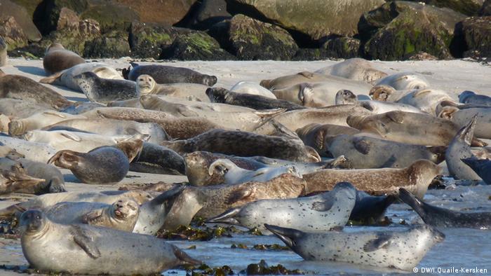 Irene Quaile-Kersken, DW