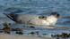 Seal near Helgoland Seal near Helgoland