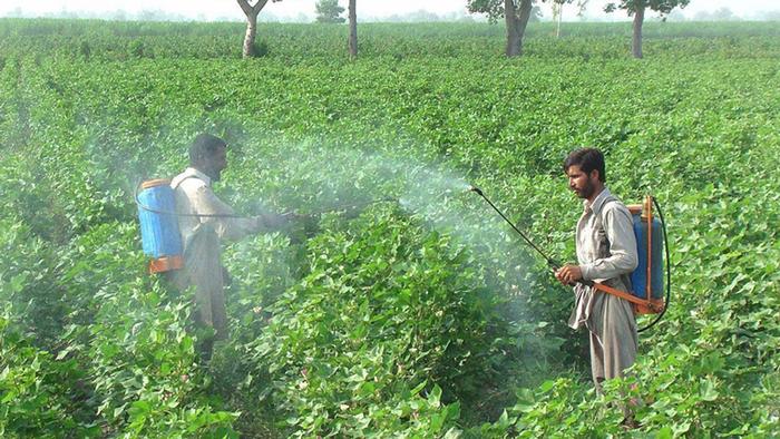 Fumigando veneno sin protección: trabajadores agrícolas en la India.