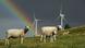 Sheep graze close to electricity generating wind turbines as a rainbow is seen in the background on July, 26 2010 near the northern German town of Husum. AFP PHOTO / JOHANNES EISELE (Photo credit should read JOHANNES EISELE/AFP/Getty Images) Sheep graze close to electricity generating wind turbines as a rainbow is seen in the background on July, 26 2010 near the northern German town of Husum. AFP PHOTO / JOHANNES EISELE (Photo credit should read JOHANNES EISELE/AFP/Getty Images)