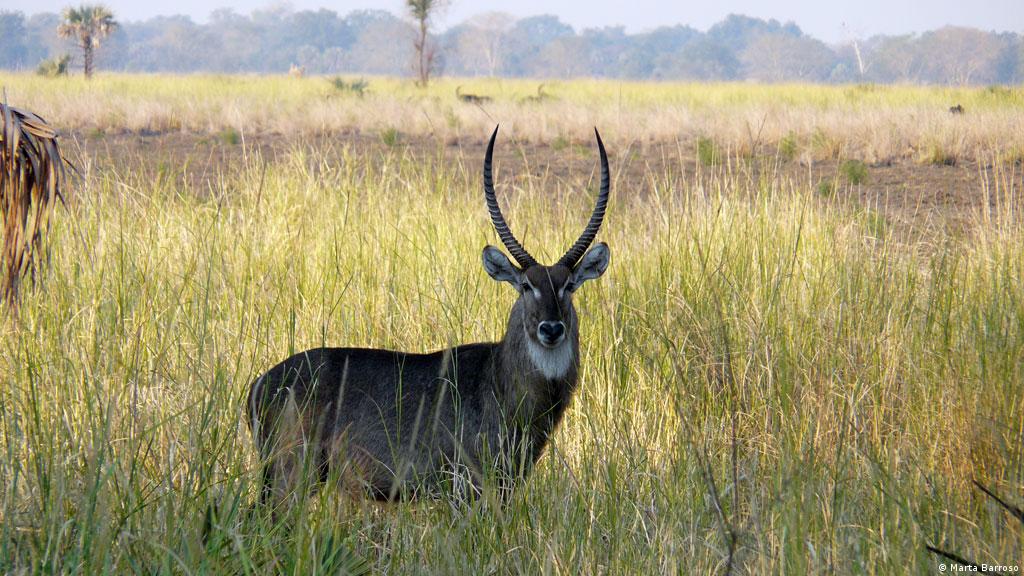 Years Of Peace In Mozambique Africa Dw 04 10 12