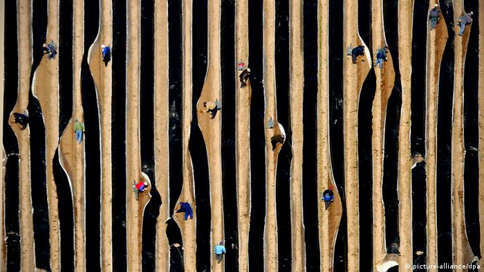 Saisonarbeiter stechen bei Beelitz Spargel auf einem Feld. (Foto: Michael Hanschke dpa)