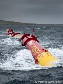Pelamis, die Seeschlange, vor Orkney, Schottland