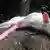 Собака с розовой ногой на ''Документе'' в Касселе