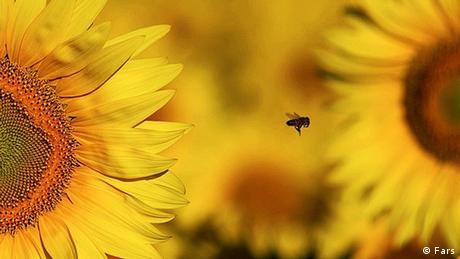 Sonnenblume (Foto: Fars)