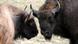 Wisente sind trotz ihres manchmal bedrohlichen Aussehens sehr friedliche Tiere Copyright: Horst-Günter Siemon/Wisent-Welt-Wittgenstein Wisente sind trotz ihres manchmal bedrohlichen Aussehens sehr friedliche Tiere Copyright: Horst-Günter Siemon/Wisent-Welt-Wittgenstein