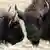Two European bison lock horns. Copyright: Horst-Günter Siemon/Wisent-Welt-Wittgenstein