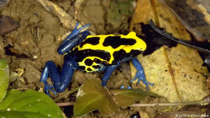 A poison dart frog. 
