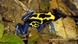 photo: A poison dart frog photo: A poison dart frog