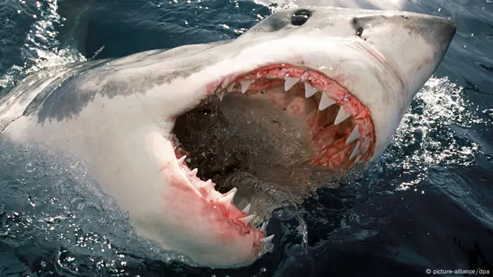 Weißer Hai (Foto: dpa - Report)