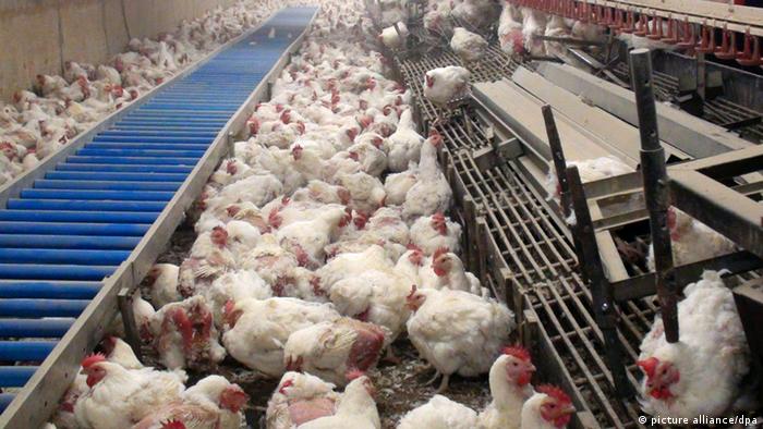 Massentierhaltung von Hühnern einer Geflügelfarm im Kreis Diepholz Foto: PETA (dpa)