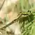 Die Gemeine Keiljungfer (Gomphus vulgatissimus) ist eine Libellenart aus der Familie der Flussjungfern (Gomphidae), die zu den Großlibellen (Anisoptera) gehören