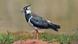 Lapwing - a black-white bird with colorful shimmering wings Lapwing - a black-white bird with colorful shimmering wings
