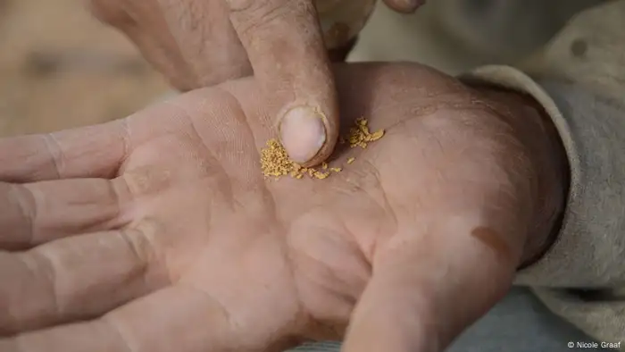 A miner in Mongolia holds a handful of tiny gold nuggets (photo: Nicole Graaf)