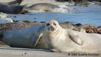 Eine ganze Kolonie von Robben und Seehunden ist auf der Düne von Helgoland zu Hause Copyright: DW/Irene Quaile-Kersken August, 2012