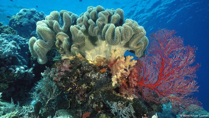 Korallenriff in Palau (Foto: http://www.worldfuturecouncil.org)