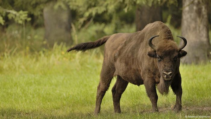 Bialowieza forest under the lens | All media content | DW | 09.10.2012