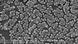 Staphylococcus Aureus Bakterien unter dem Elektronenmikroskop (Foto: http://de.wikipedia.org/w/index.php?title=Datei:MRSA7820.jpg&filetimestamp=20051005142003. Copyright: public domain) Staphylococcus Aureus Bakterien unter dem Elektronenmikroskop (Foto: http://de.wikipedia.org/w/index.php?title=Datei:MRSA7820.jpg&filetimestamp=20051005142003. Copyright: public domain)