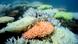 Australien Great Barrier Reef bedroht Australien Great Barrier Reef bedroht