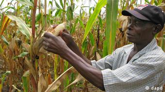Investimento público na agricultura é fundamental, diz FAO