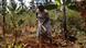 A smallholder female farmer working a maize field in the district of Embu, Kenya - she does this all by hand using a hoe. Her farm consists of a hectare and a quarter of land, and includes milk cows, coffee, bananas, and beans. However, the most important crop is the half hectare of improved maize she grows every season. A smallholder female farmer working a maize field in the district of Embu, Kenya - she does this all by hand using a hoe. Her farm consists of a hectare and a quarter of land, and includes milk cows, coffee, bananas, and beans. However, the most important crop is the half hectare of improved maize she grows every season.