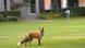 Deutschland Fuchs in Berlin Deutschland Fuchs in Berlin