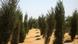 Trees grow in the Egyptian desert (Photo: DW) Trees grow in the Egyptian desert (Photo: DW)