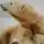 Eisbaer Knut liegt am Freitag (03.12.10) in Berlin im verschneiten Baerengehege im Zoo. Der weltberuehmte Eisbaer feiert am Sonntag (05.12.10) seinen vierten Geburtstag. Foto: Oliver Lang/dapd
