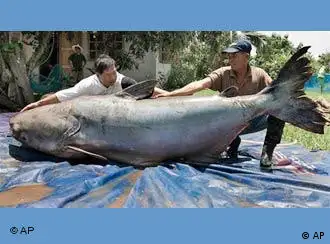 泰国渔民曾在湄公河捕捞到一条重达近300公斤的鲶鱼