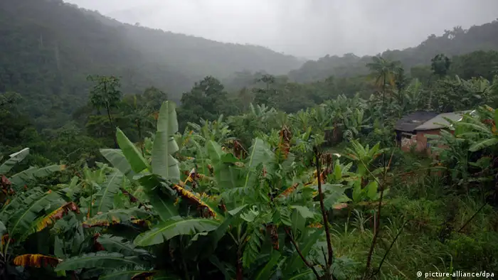 Regenwald in Brasilien (Ralf Hirschberger/dpa - Report)