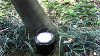 Friedwald: Urnengräber unter Bäumen