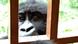 Gorilla-Waisenkind mit abgetrennter Hand im Virunga Nationalpark, Ostkongo (Foto: SImone Schlindwein) Gorilla-Waisenkind mit abgetrennter Hand im Virunga Nationalpark, Ostkongo (Foto: SImone Schlindwein)