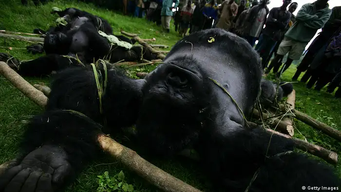 Kongo Virunga National Park getöteter Gorilla