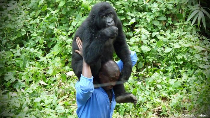 Gorillas Virunga Nationalpark Ostkongo 