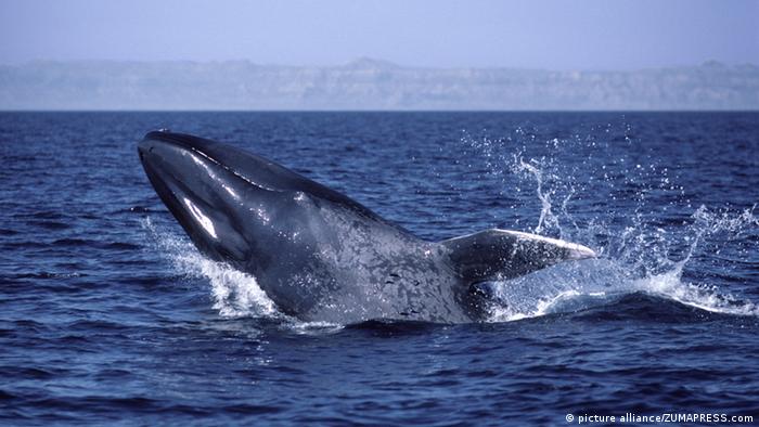 Синий кит выныривает из океанских вод