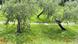 Olivenhain in der Lombardei, Italien (Foto: picture alliance/chromorange) Olivenhain in der Lombardei, Italien (Foto: picture alliance/chromorange)
