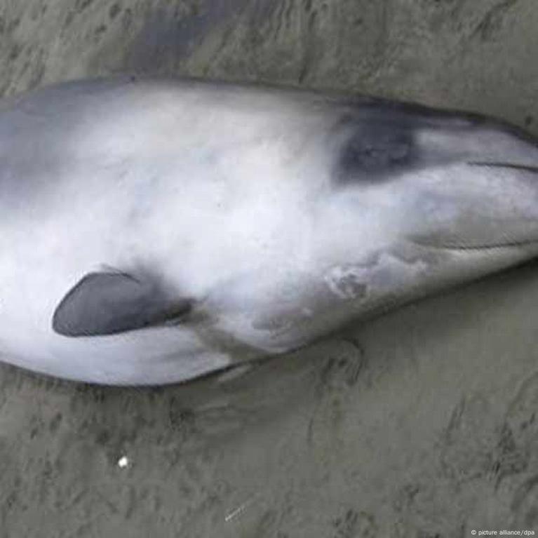 Rare Spade-Toothed Beaked Whale Found in New Zealand