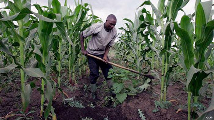 A farmer prepares water channels in his maize field in Ngiresi near the Tanzanian town of Arusha on Tuesday, July 17, 2007. Millions of farmers around the world will be affected by a growing movement to change one of the biggest forces shaping the complex global food market: subsidies. Many experts agree farmers need help to grow food year in and year out, but Western farmers may get too much and African farmers too little. (AP Photo/Karel Prinsloo)