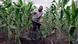 An African farmer cuts through maize to prepare water channels An African farmer cuts through maize to prepare water channels