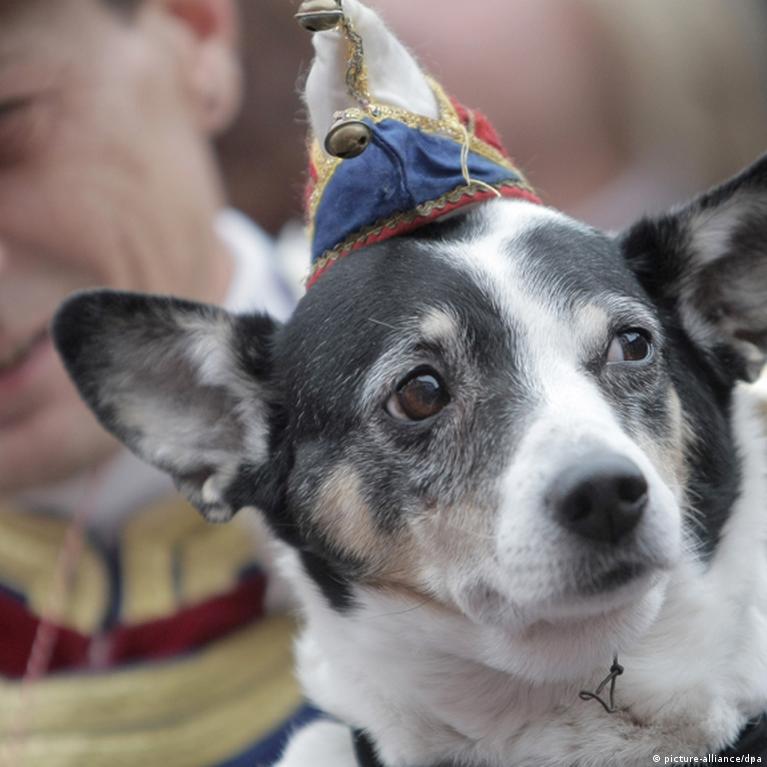 Are Dogs Or Cats More Common In Germany