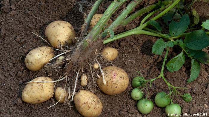 Kartoffelpflanze mit Knollen (Foto: picture alliance/WILDLIFE)