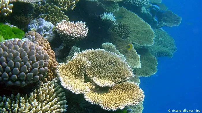 Korallenriff (Foto: dpa - Bildfunk)