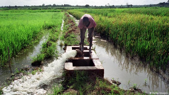Bewässerung in Afrika - Foto: Issouf Sanogo (AFP)
